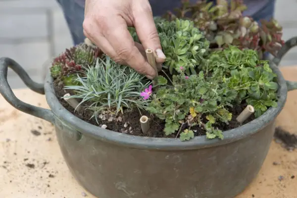 Alpine container - arranging the bamboo stems