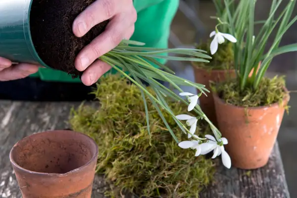 Removing the snowdrops from their pots