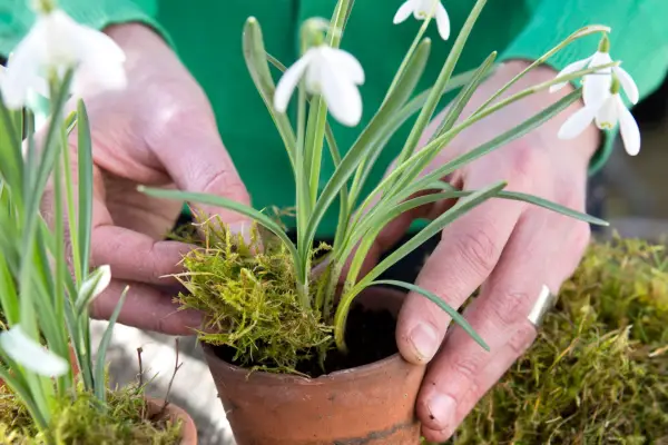 Adding moss around the base of the plants