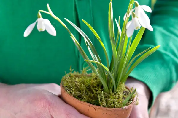 Finished snowdrop pot