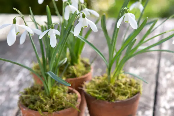 How to create a mossy snowdrop pot
