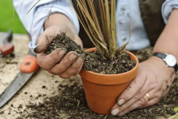 Potting up he lemongrass