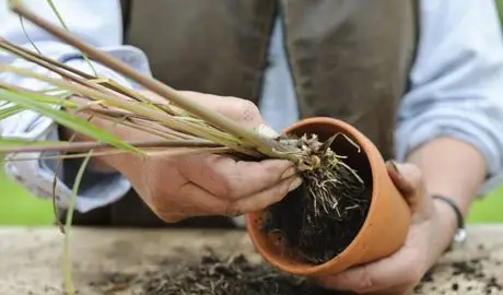 Cum să împărțiți ierburile tandre