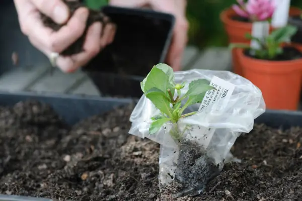 Placing the rooted cutting into compost