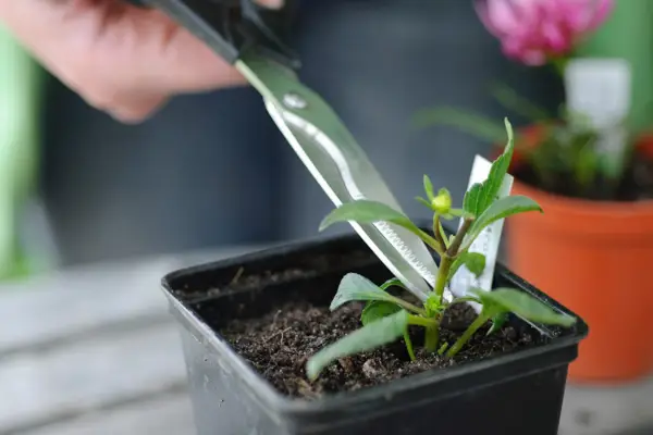Snipping off dahlia buds
