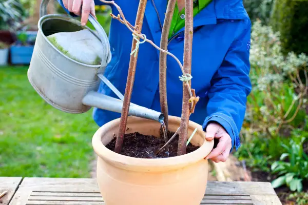 Watering a kiwi newly planted in a large pot
