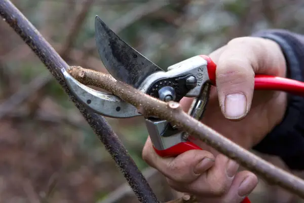 Pruning a kiwi branch