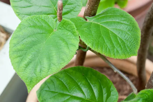 Foliage of kiwi 