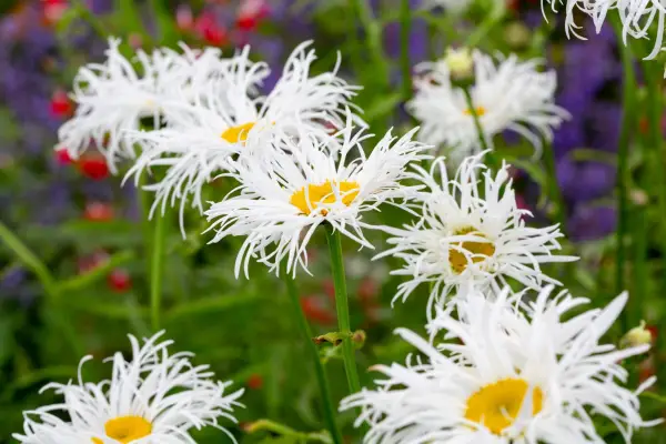 Leucanthemum x superbum 