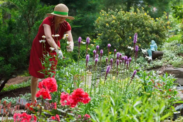 Deadheading shasta daisies