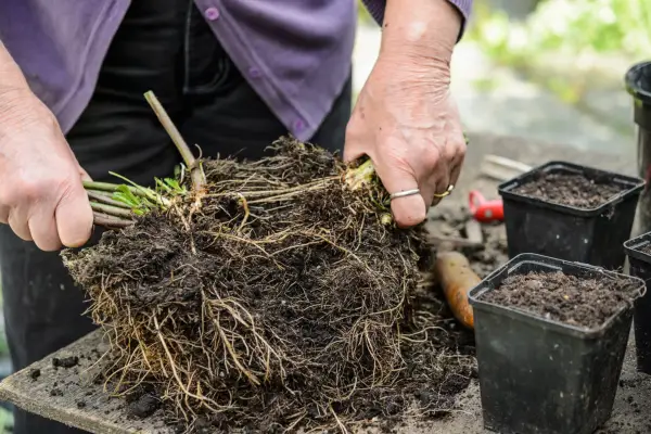 Dividing shasta daisy roots