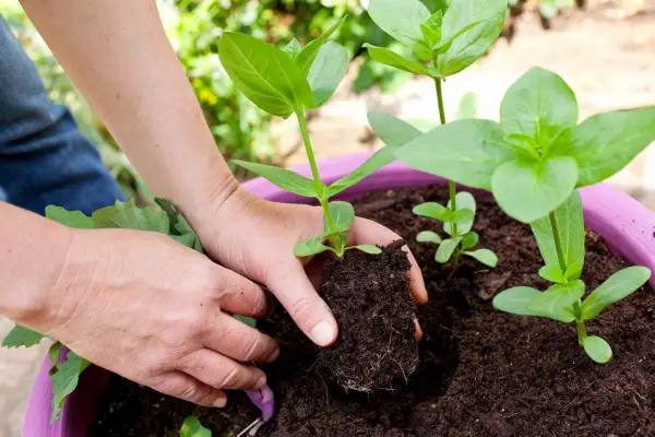 Planting zinnia plants