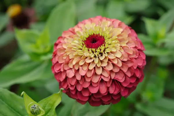 Zinnia elegans 