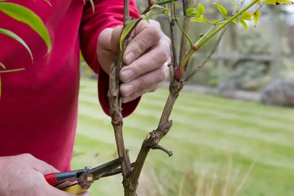 Cutting back sacred bamboo stems
