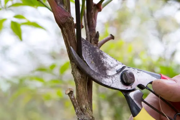 Cutting back dead wood