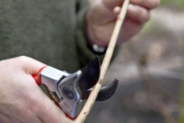 Taking blackcurrant cuttings - cutting stems