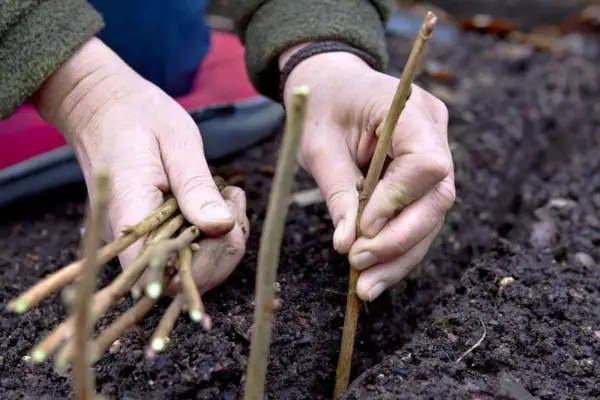 Taking blackcurrant cuttings - placing cuttings in a trench