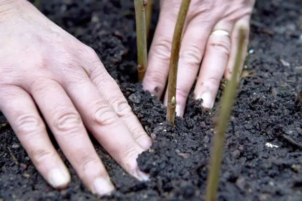 Taking blackcurrant cuttings - filling soil around the cuttings