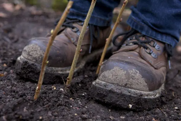 How to take hardwood cuttings of blackcurrant plants