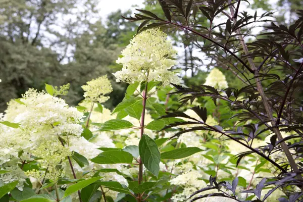 Hydrangea paniculata Phantom