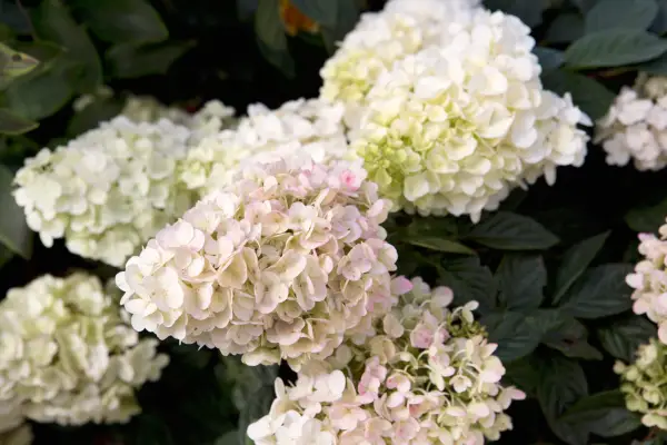 Hydrangea paniculata 