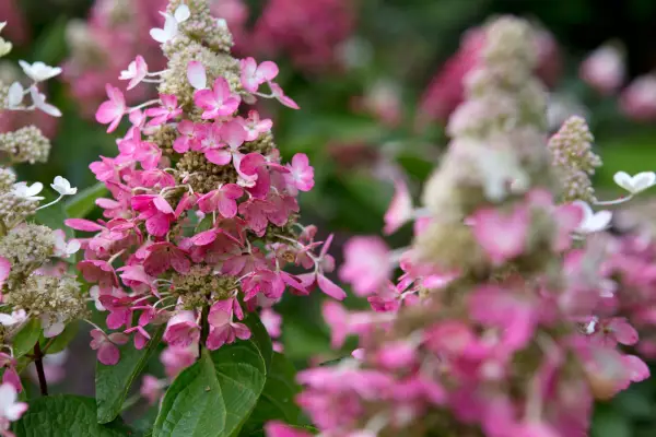 Hydrangea paniculata 