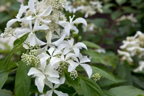 Hydrangea paniculata 
