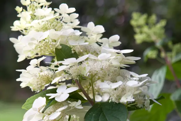 Hydrangea paniculata 