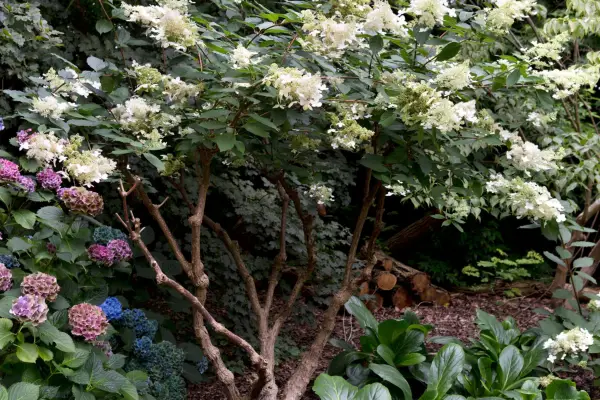 Hydrangea paniculata 