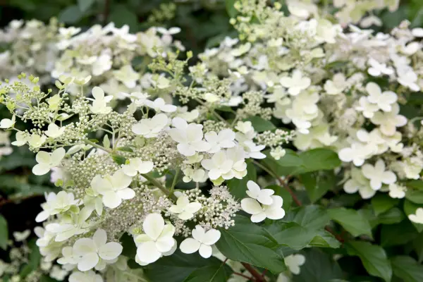 Cream-green hydrangea 
