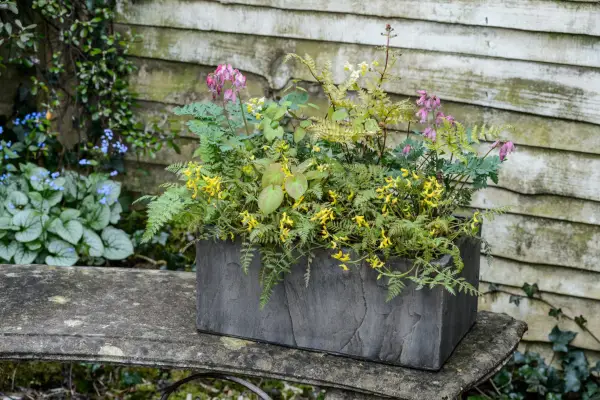 Pots for shade - shade-loving ferns