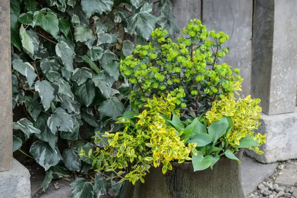 Pots for shade - euonymous and hosta pot display