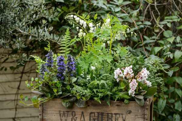 Pot displays for shade - Bleeding heart and bergenia pot display