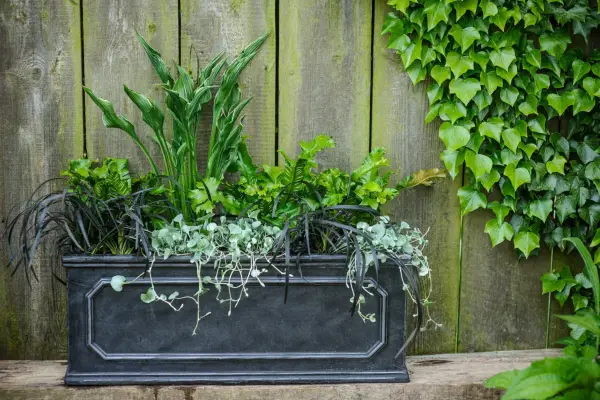 Container with Hosta 
