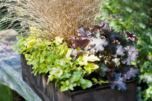 Container for shade with heucheras and carex