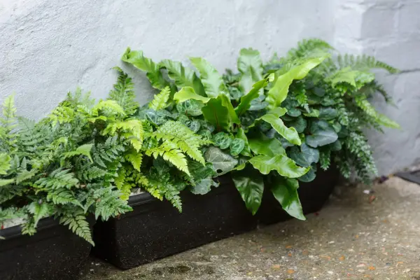Slug-proof plants - ferns