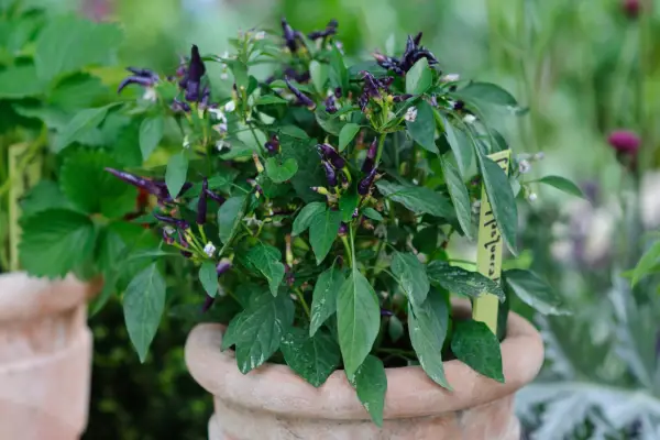 Purple chilli plant