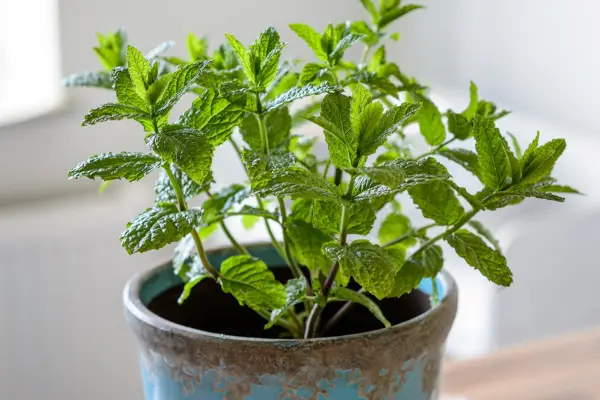Mint plant growing in a pot