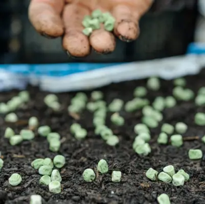 Sowing peas for pea shoots