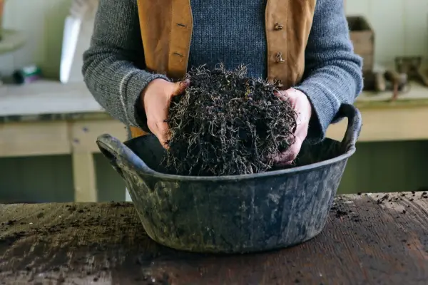 Herbaceous perennial with rootball exposed