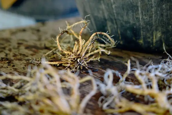 Individual clumps of root