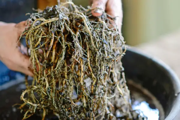 How to divide clump-forming perennials