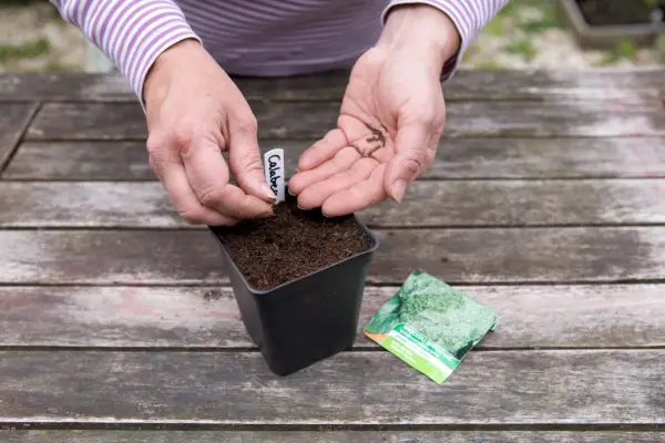 Sowing calabrese seed