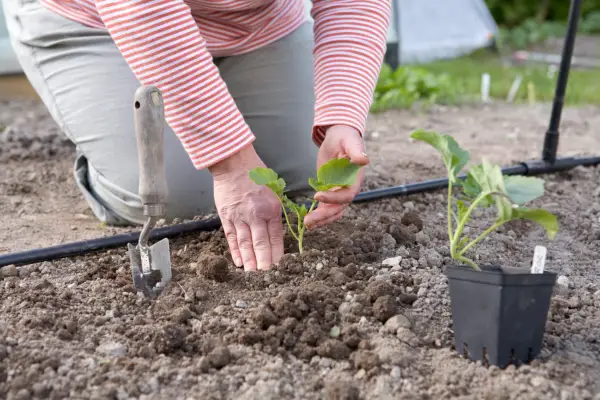 Planting out calabrese