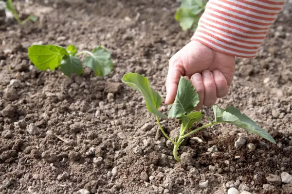 Checking the calabrese is planted firmly