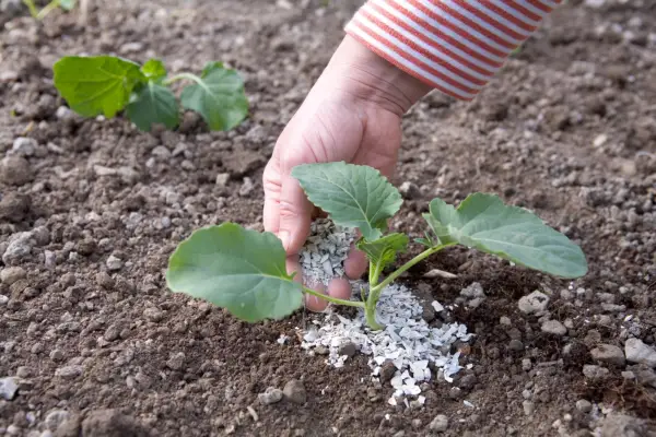 Adding crushed eggshells around calabrese plants