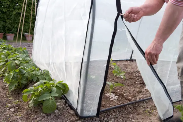 Growing calabrese in a fleece cage