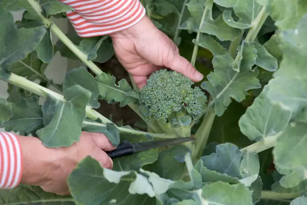 Harvesting calabrese