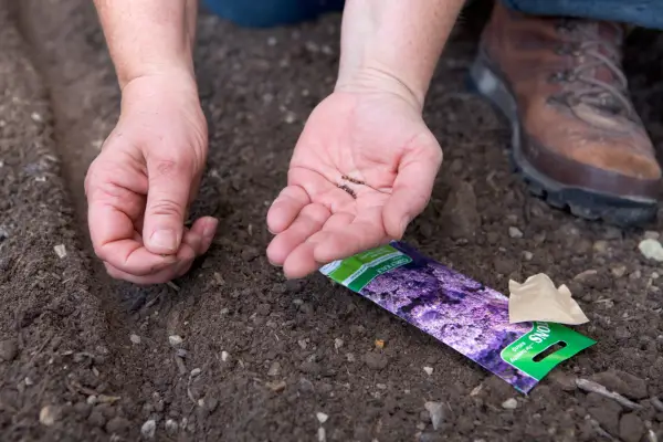 Sowing kale seeds