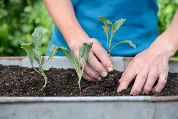 Planting kale seedlings